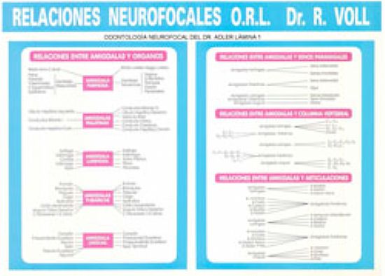 ODONTOLOGA NEUROFOCAL DEL DR. ADLER LMINA 1
