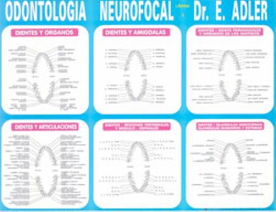 ODONTOLOGA NEUROFOCAL DEL DR. ADLER LMINA 2