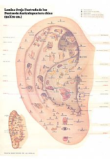 Lamina Oreja Ilustrada Puntos de Auriculopuntura china (50X70 cm.)