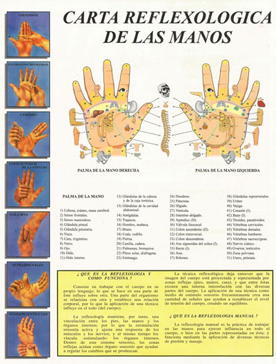 Lamina Reflexologa de las manos