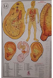 LAMINA REFLEXOTERAPIA OREJA