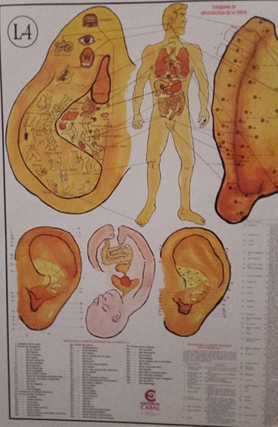 LAMINA REFLEXOTERAPIA OREJA